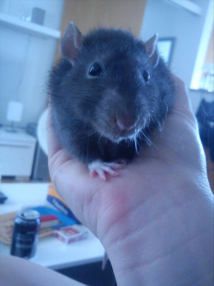 Tamrotte Beast - Beast,<3 billede 2