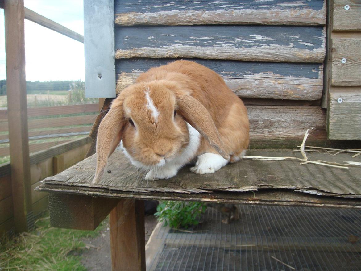 Kanin flower min søsters <3<3R.I.P :`( billede 1