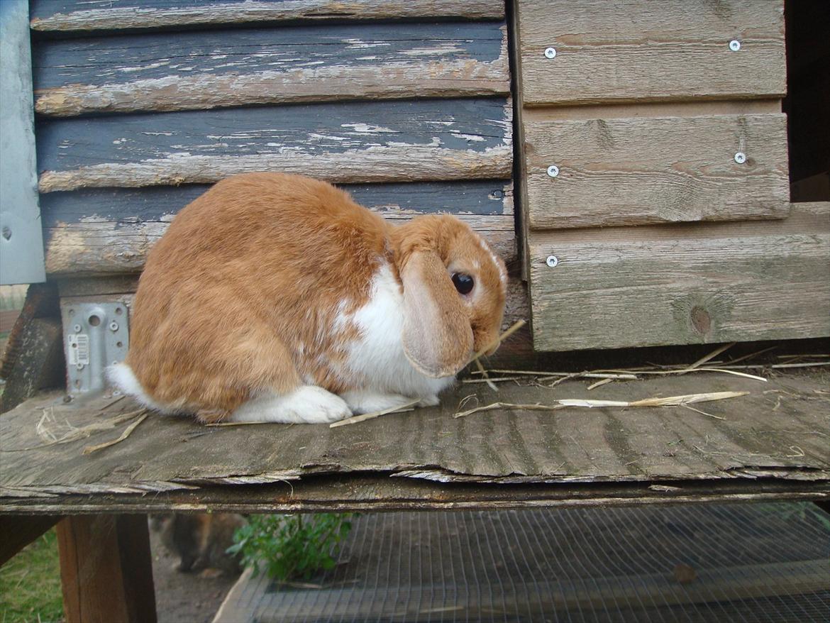 Kanin flower min søsters <3<3R.I.P :`( billede 2