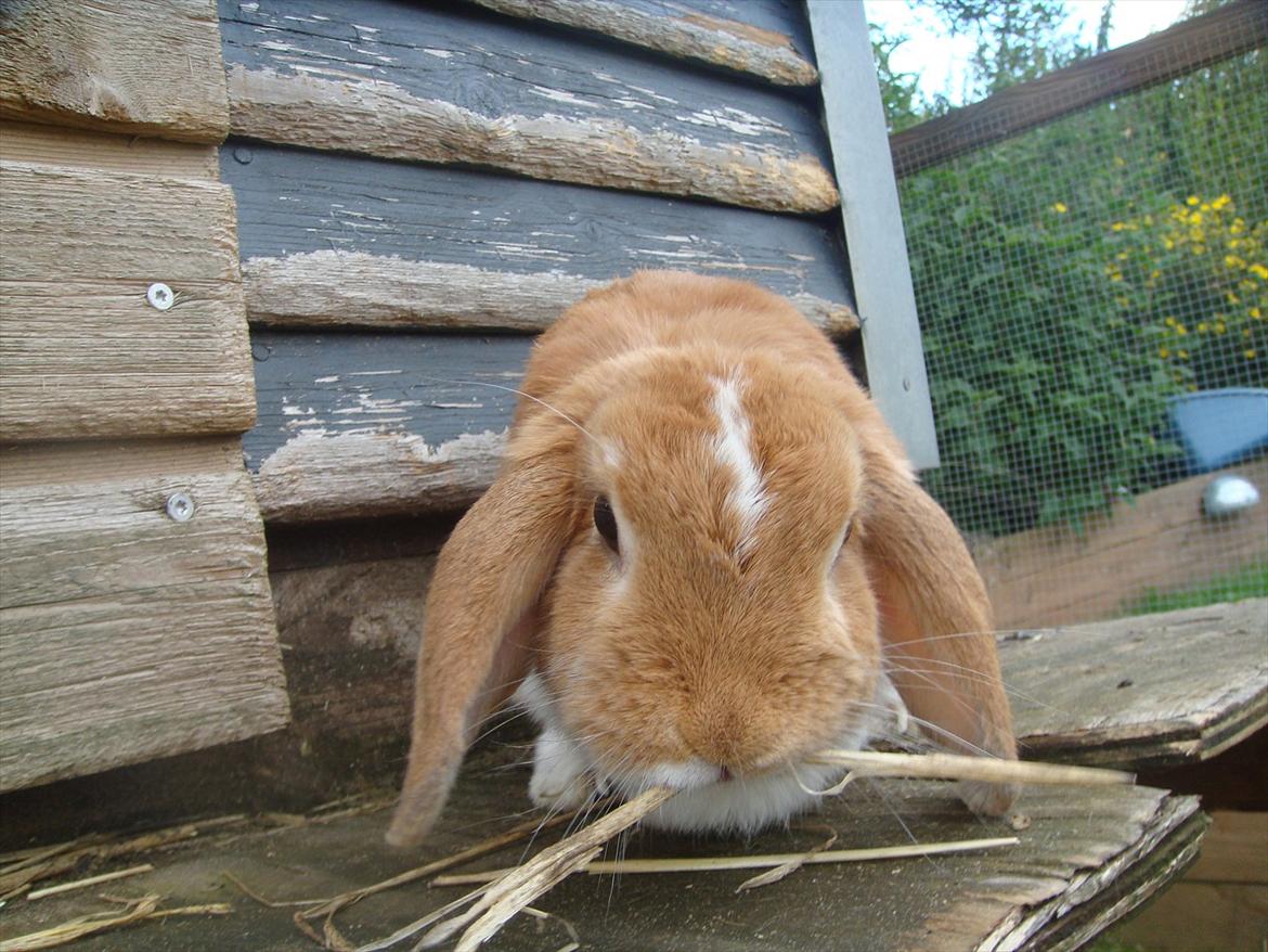 Kanin flower min søsters <3<3R.I.P :`( billede 3