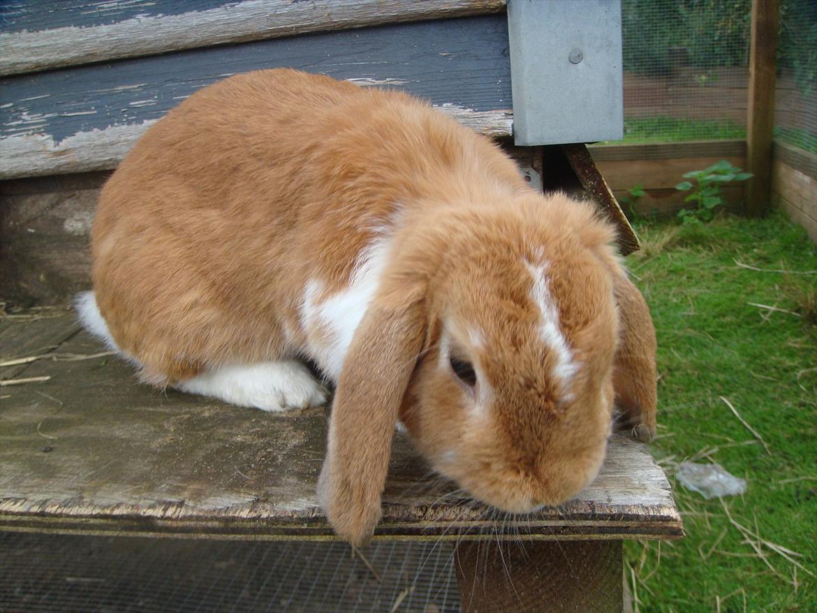 Kanin flower min søsters <3<3R.I.P :`( billede 4