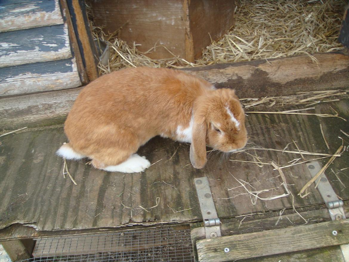 Kanin flower min søsters <3<3R.I.P :`( billede 5