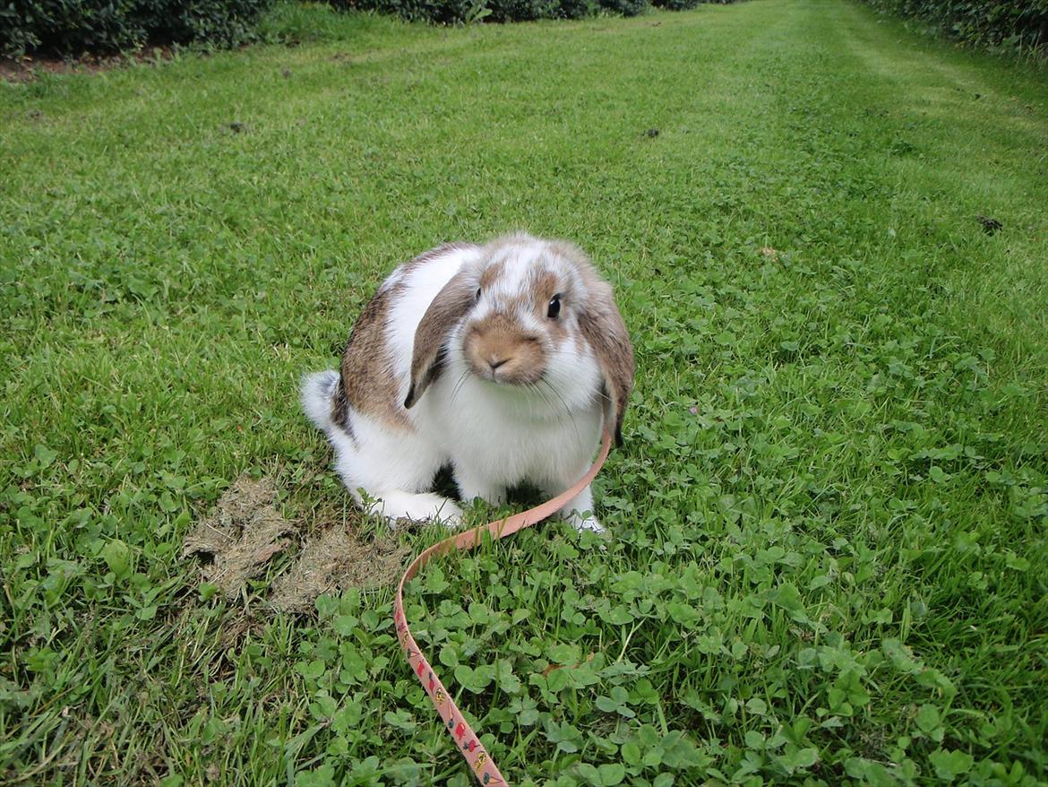 Kanin Kastaniegårds Kanina billede 10