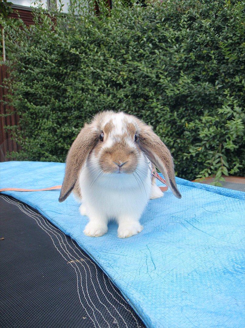 Kanin Kastaniegårds Kanina billede 18