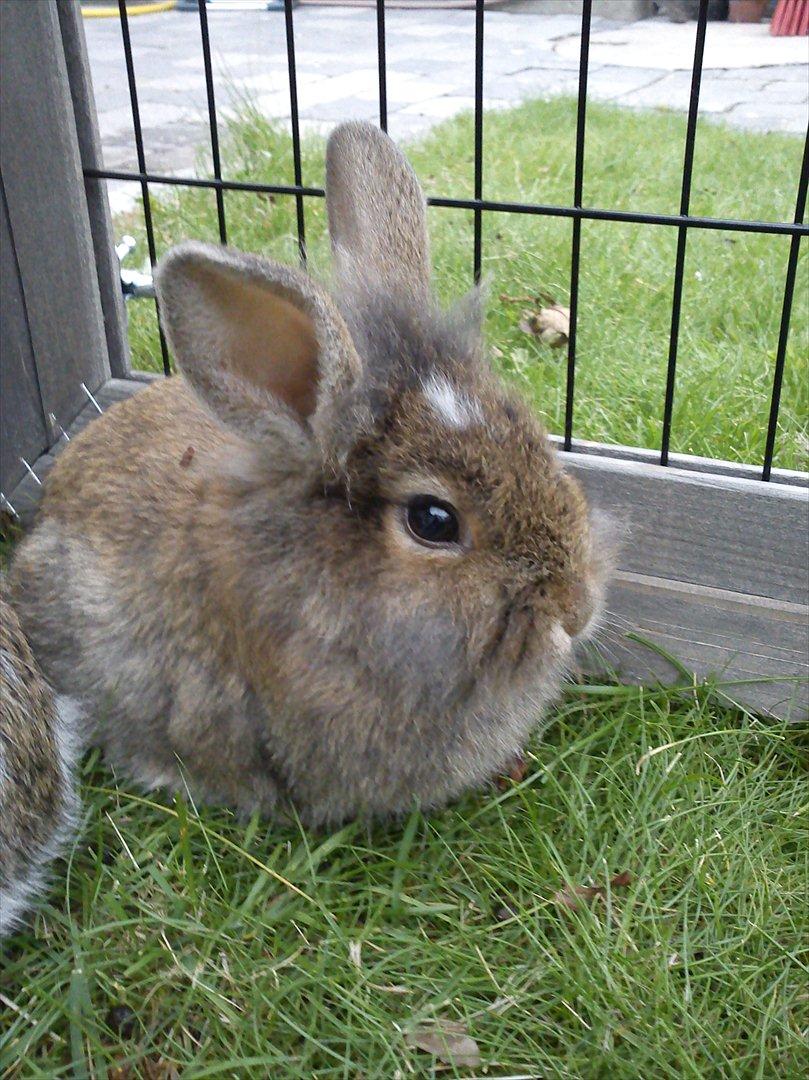 Kanin Minnie <3 - Velkommen til Minnies profil her er hun ude i sin dejlige legegård XD billede 1