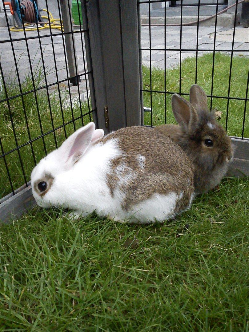Kanin Minnie <3 - Her er de i deres legegård. billede 2