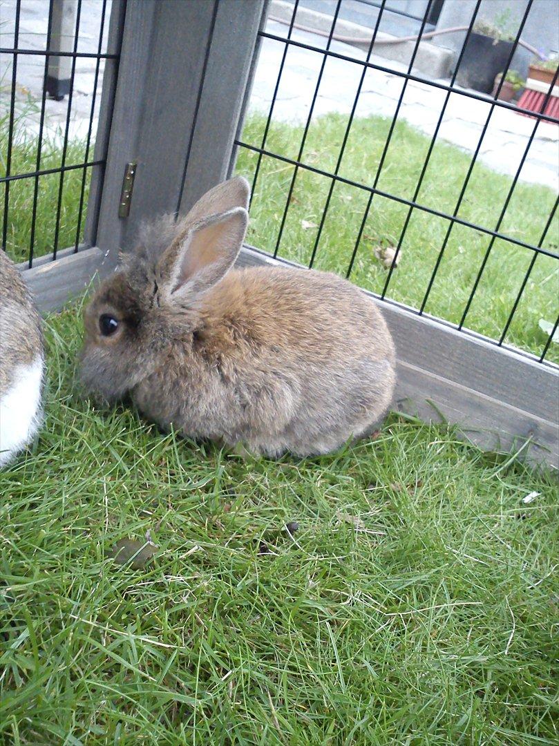 Kanin Minnie <3 - Minnie min egen lille trold XD billede 3