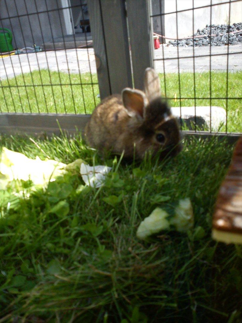 Kanin Minnie <3 - Trolden XD billede 4