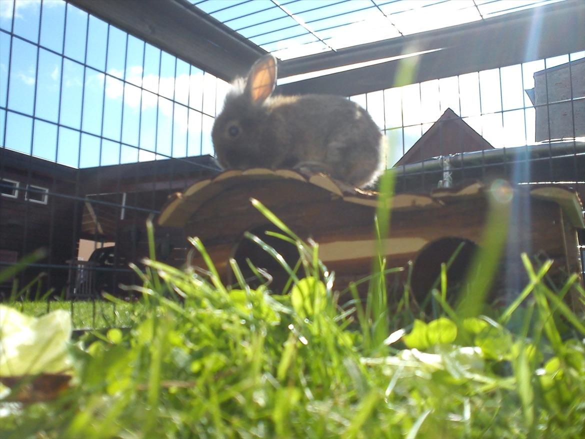 Kanin Minnie <3 - Queen of the hole world :) billede 5