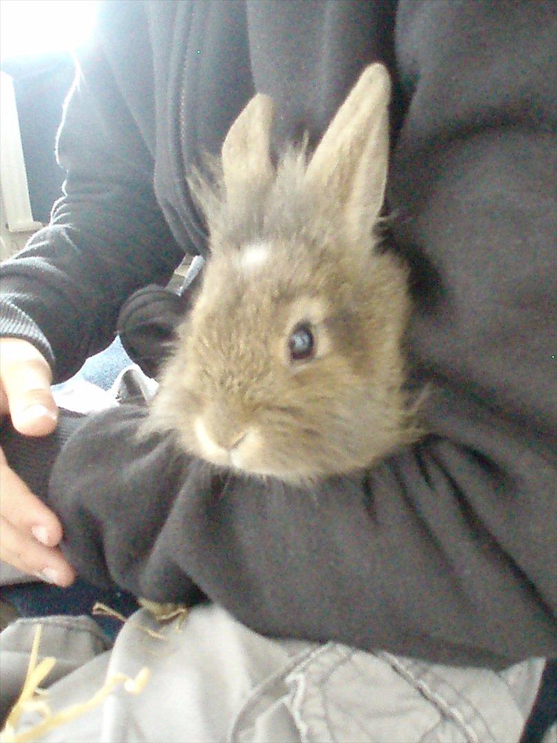 Kanin Minnie <3 - Minnie ;D billede 6