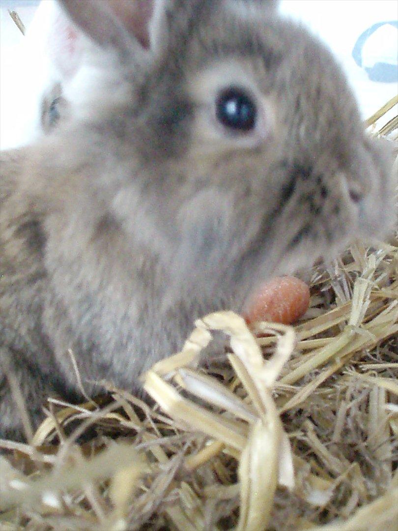 Kanin Minnie <3 - Minnies face C: billede 7