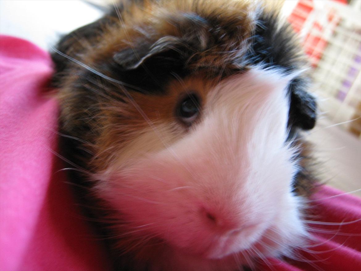 Marsvin Nuller - Det er så Nuller :D billede 1