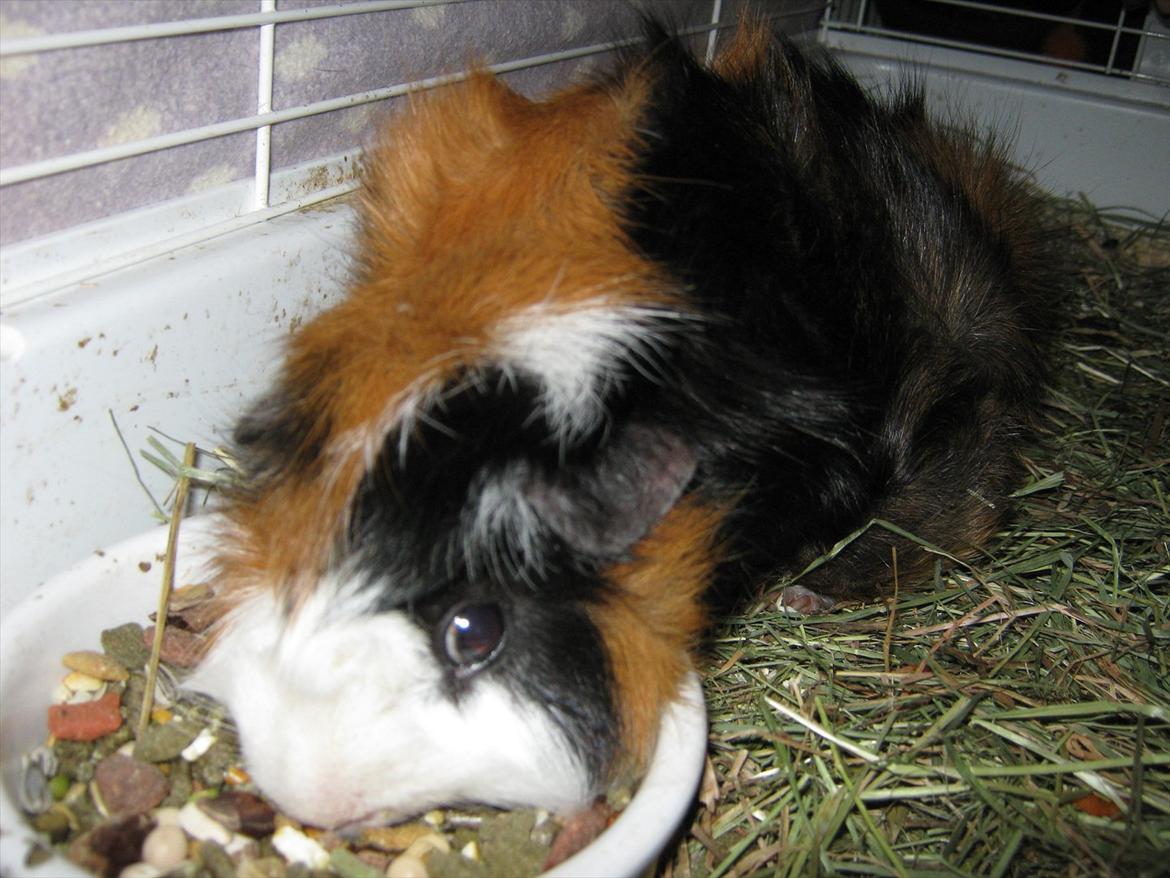 Marsvin Nuller - Mums mad! :D billede 2