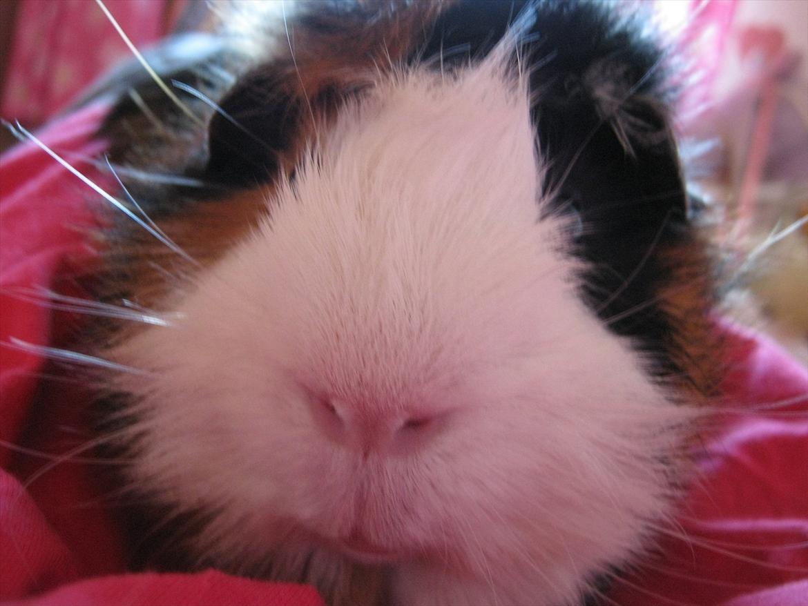 Marsvin Nuller - Hvem sagde noget? billede 3