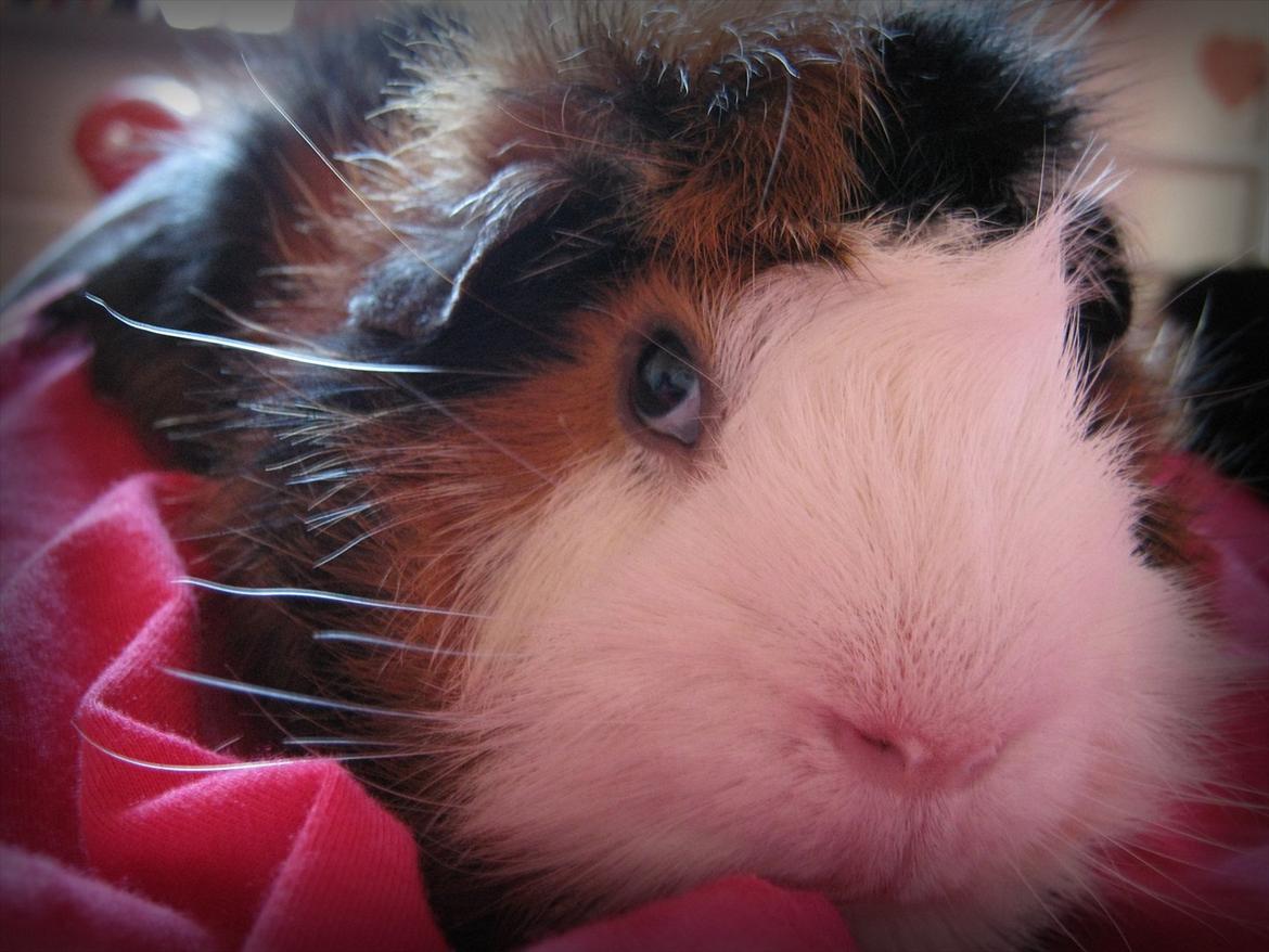 Marsvin Nuller - Jeg tager mig lige en lille lur xD billede 4