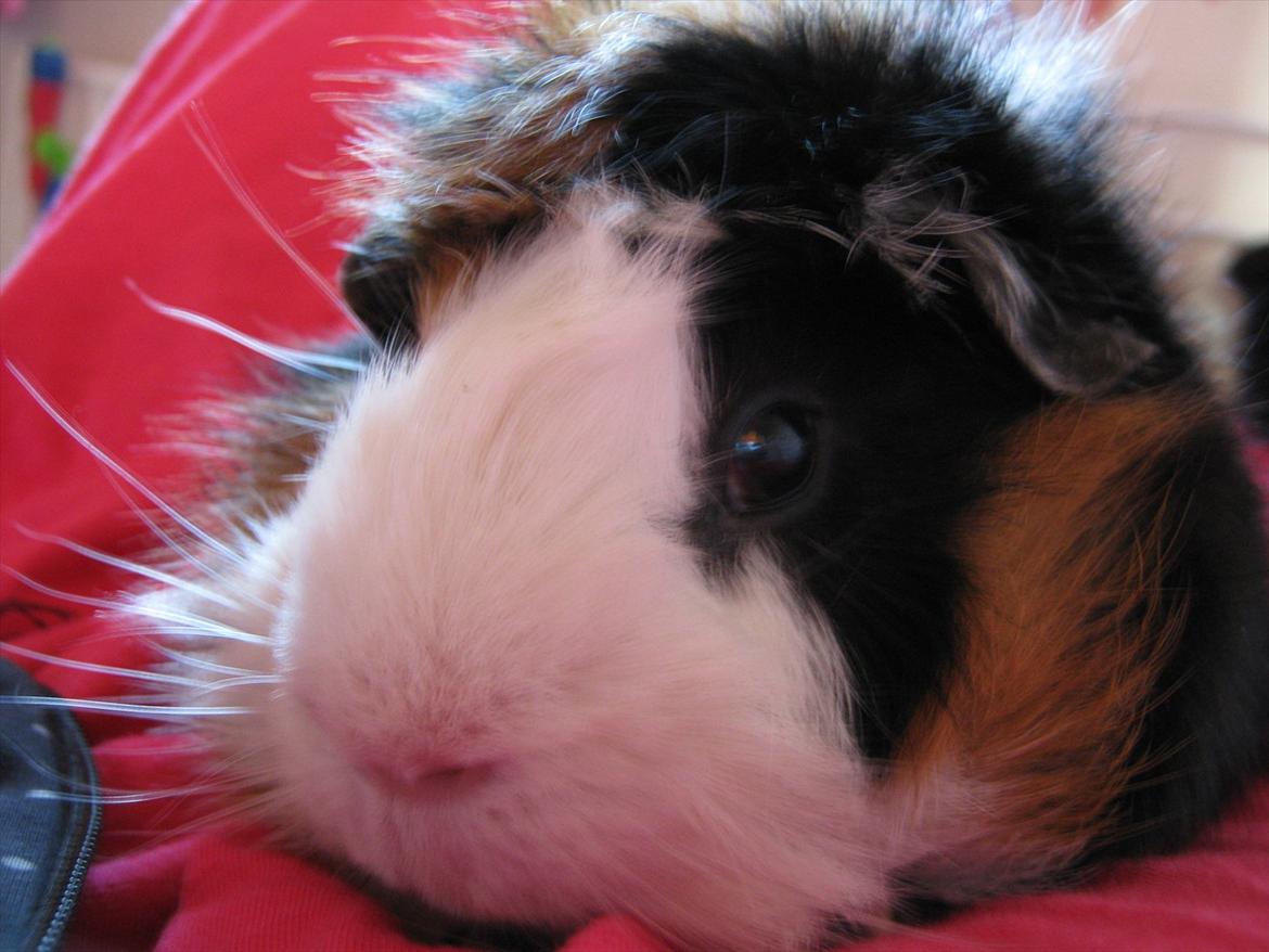 Marsvin Nuller - Zzz..ZZ..zZzz...zzzZz......... Jeg er næsten vågen xD billede 5