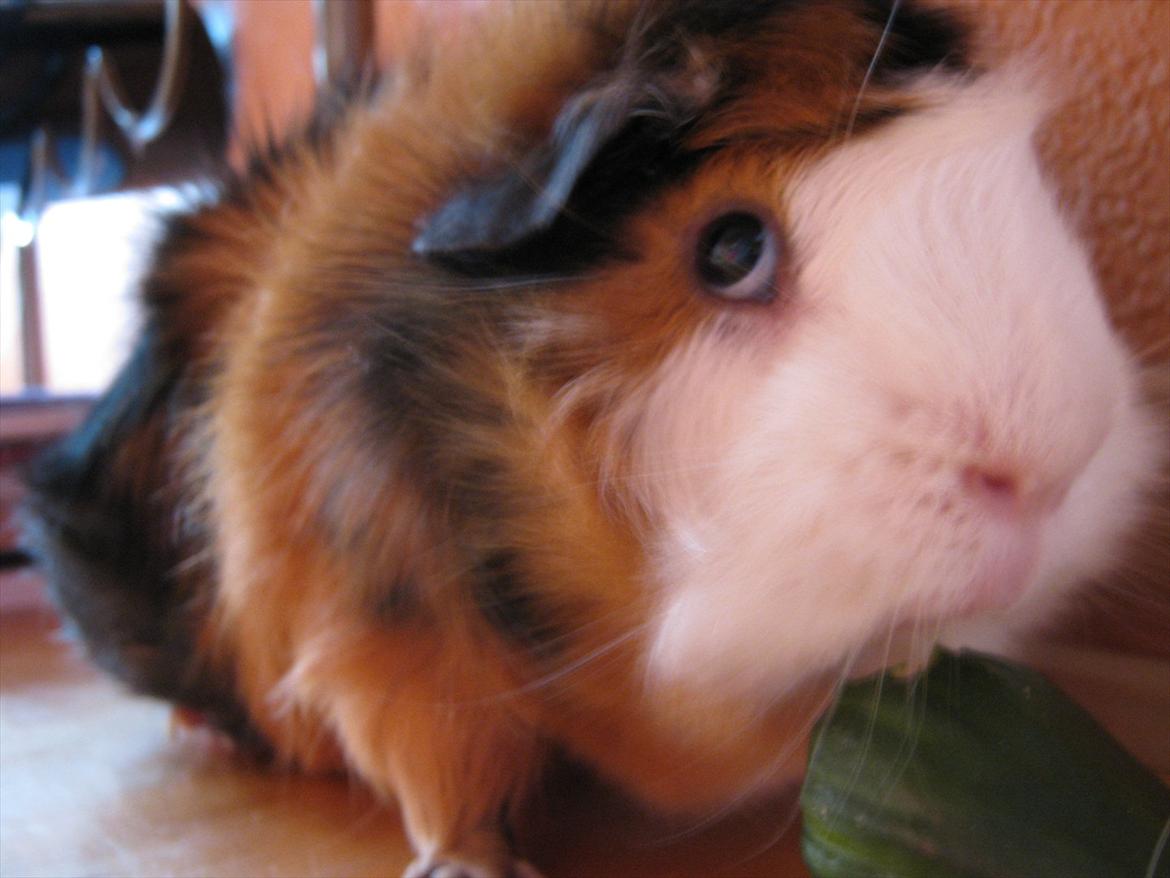 Marsvin Nuller - AGURG!! xD billede 6