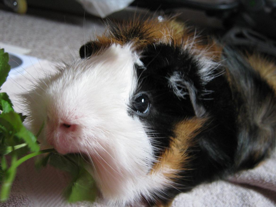 Marsvin Nuller - Gras!MUMS billede 7