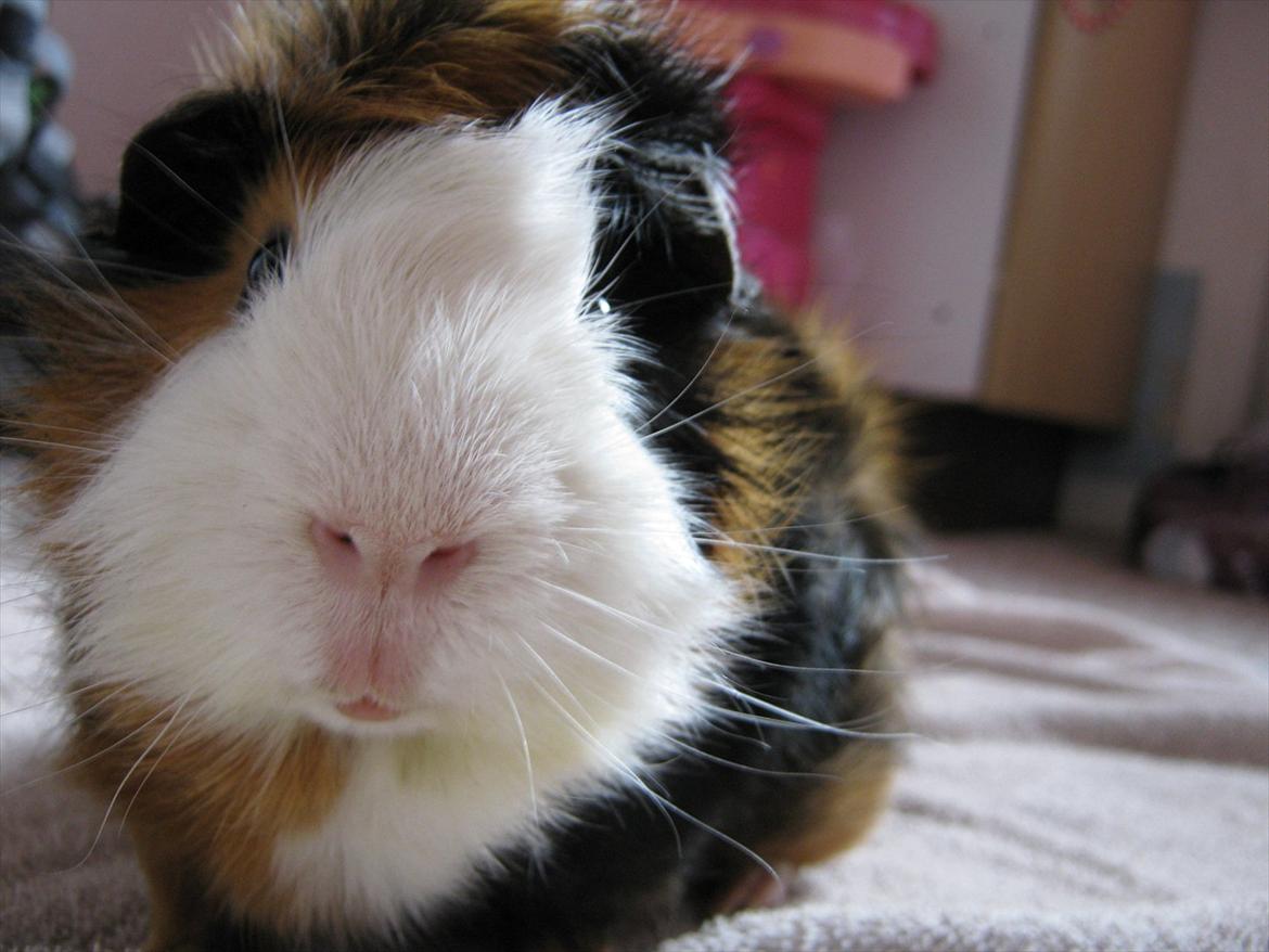 Marsvin Nuller - :D billede 8