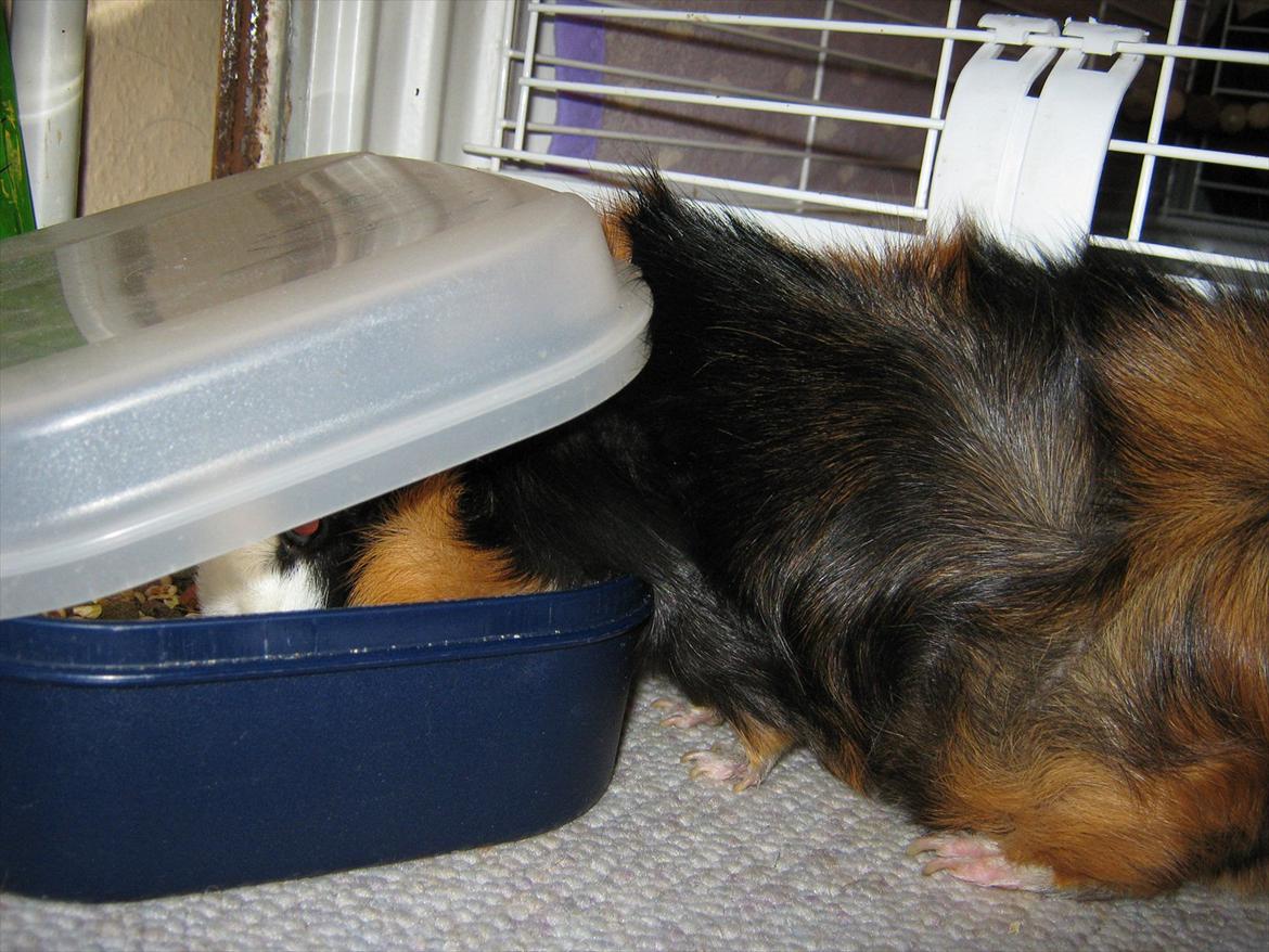 Marsvin Nuller - Fjolle xD billede 9