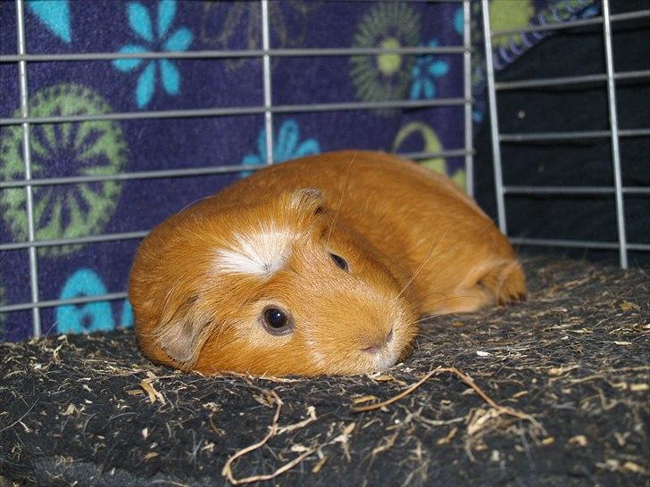 Marsvin Didi billede 12