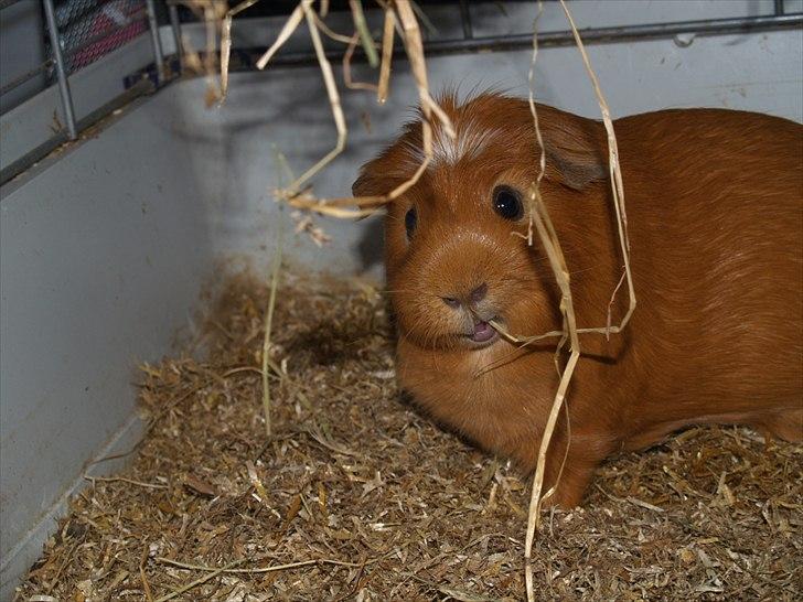 Marsvin Didi billede 11