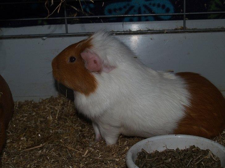 Marsvin Chili billede 11