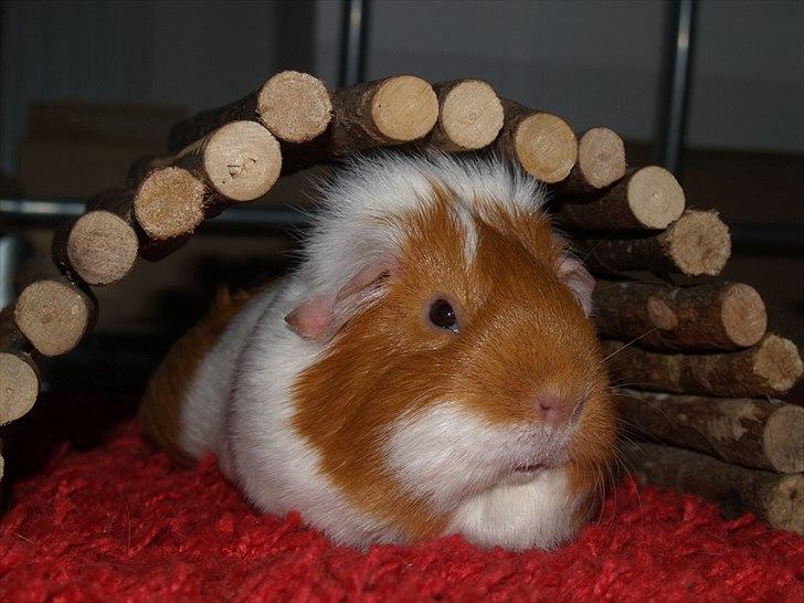 Marsvin Chili billede 10