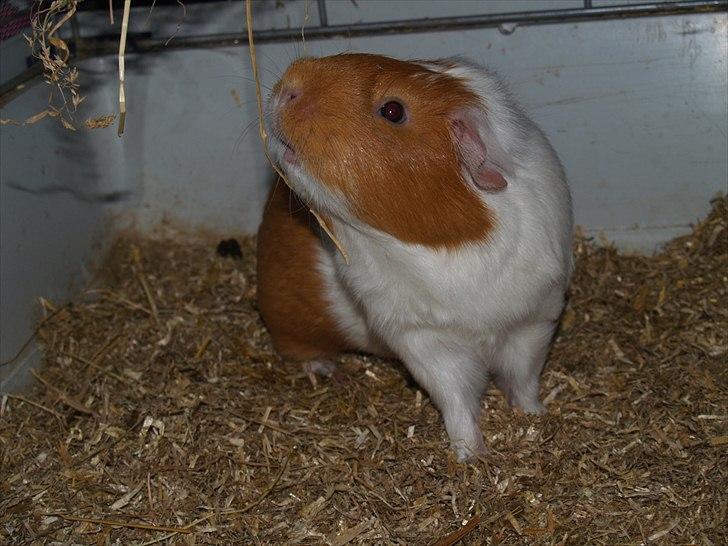 Marsvin Chili billede 12