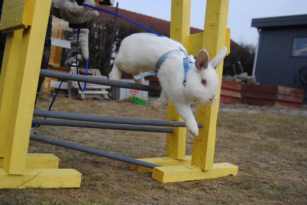 Kanin McGee billede 2