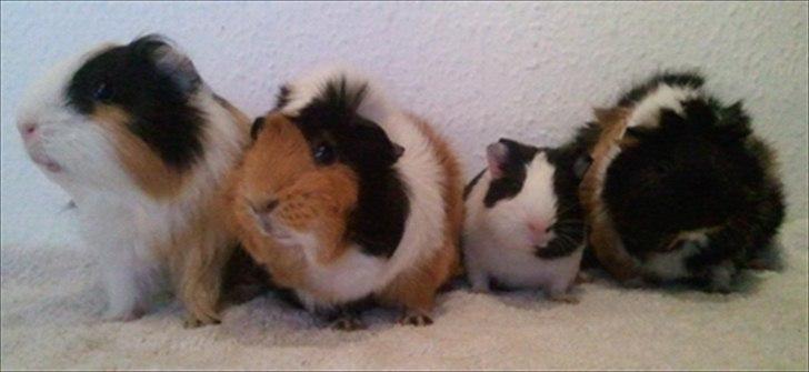 Marsvin Nadie - Her er det min lækre men afdøde mor længst til venstre, så kommer Tamaya, mig selv og Saga billede 7