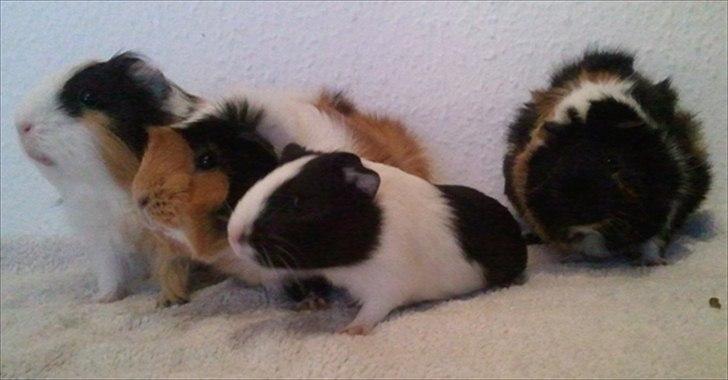 Marsvin Nadie - Så typisk!! Så stiller vi pænt op til billede helt af os selv, men så vil Saga alligevel ikke være med..Ihh altså! billede 13