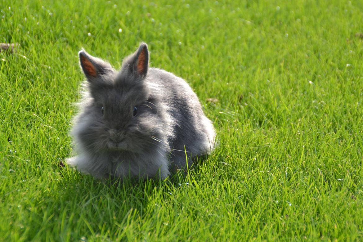 Kanin Fyldbinggaards Princess Tjess billede 4