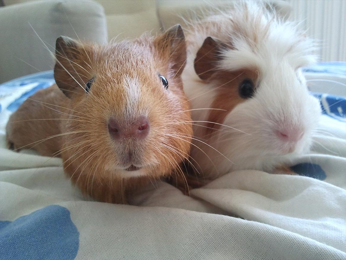 Marsvin Ingolf - Baby billede billede 29