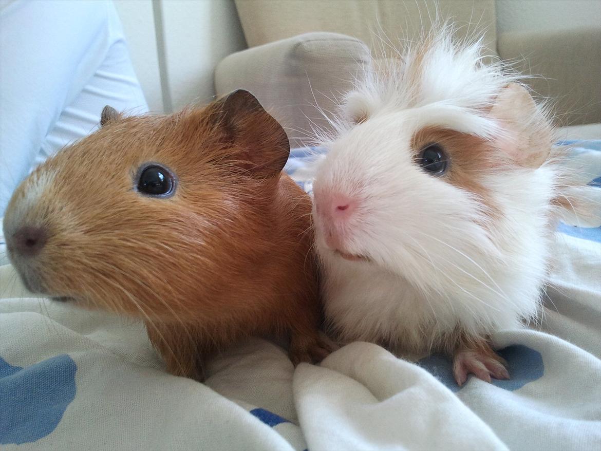 Marsvin Ingolf - Baby billede billede 26