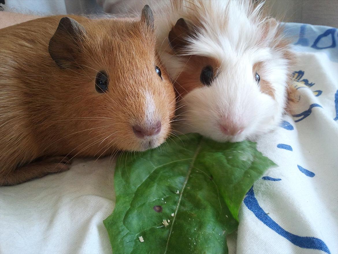 Marsvin Ingolf - Baby billede billede 31