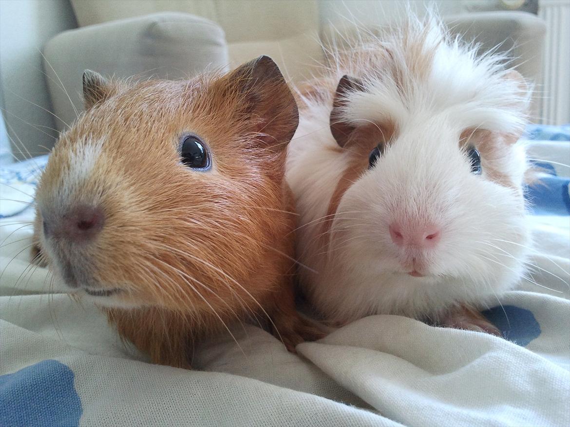 Marsvin Charlie - Baby billede billede 16