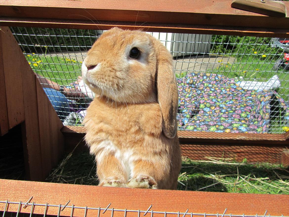 Kanin Gizmo - Slikke fidusern <3 - Far :) billede 17