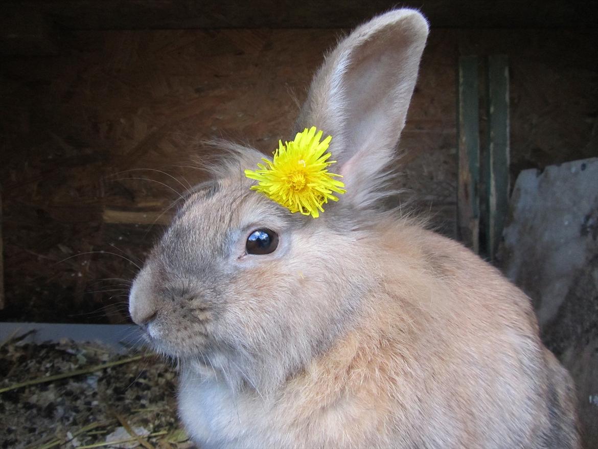 Kanin Gizmo - Slikke fidusern <3 - Mor :) billede 18