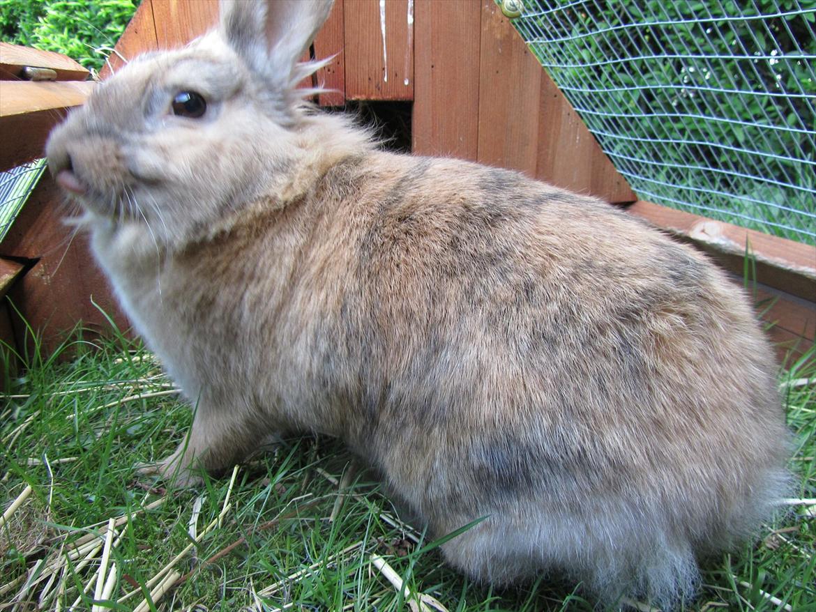 Kanin Batgirl - Mor :) billede 19