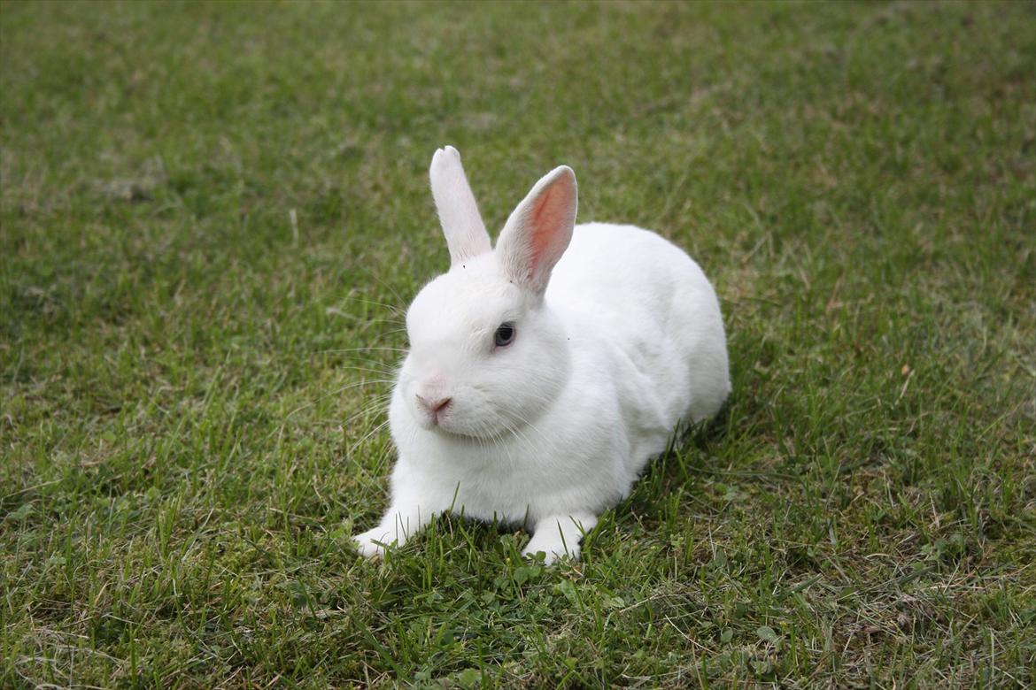 Kanin | Nuser  billede 2