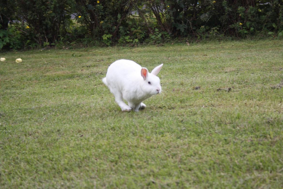 Kanin | Nuser  billede 20