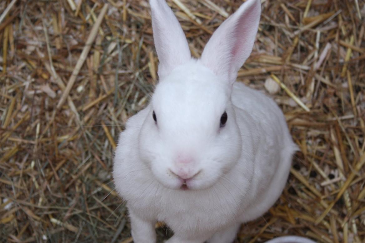Kanin | Nuser  billede 5