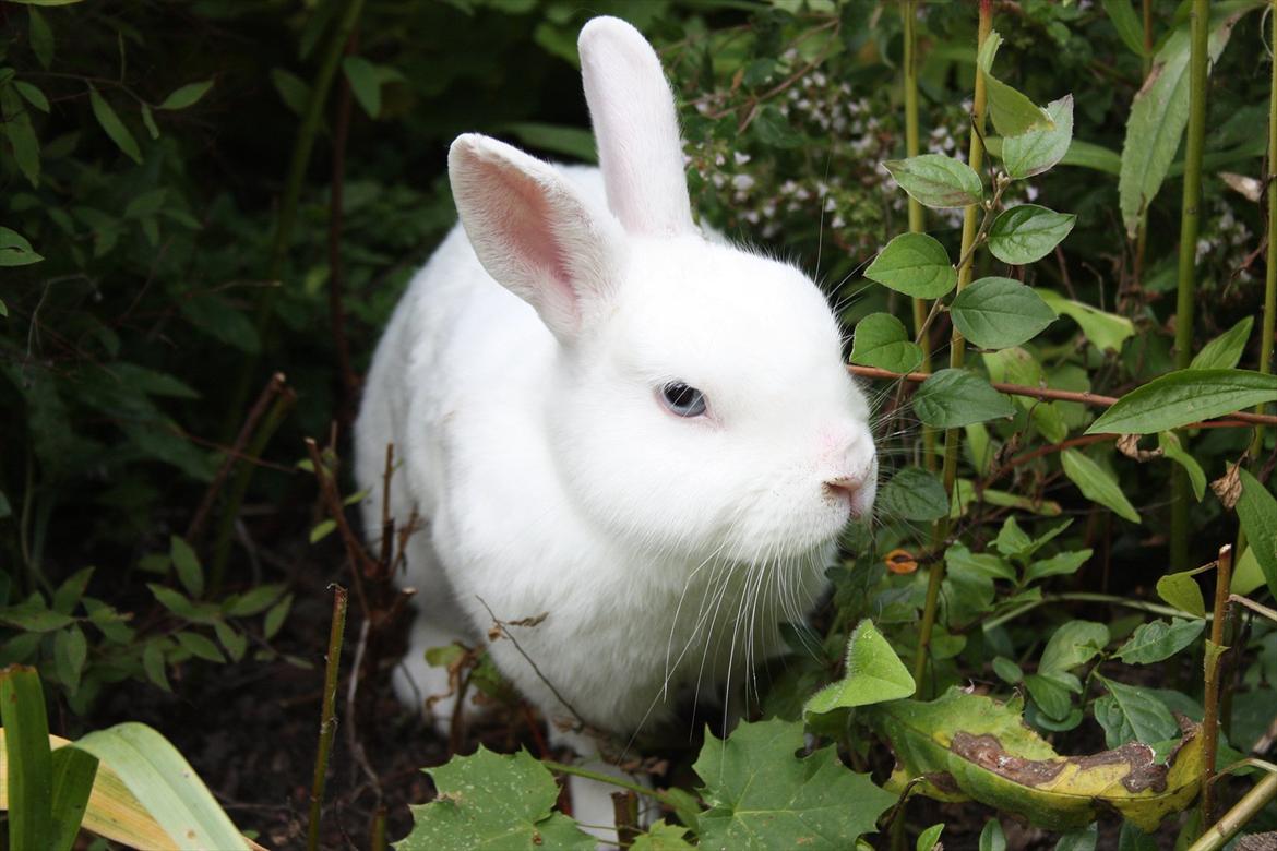 Kanin | Nuser  billede 8