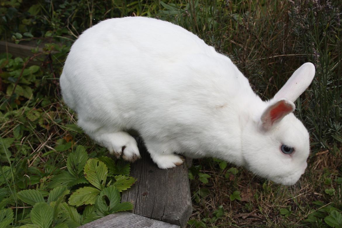 Kanin | Nuser  billede 10