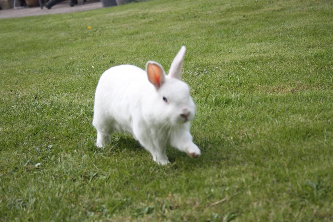 Kanin | Nuser  billede 15