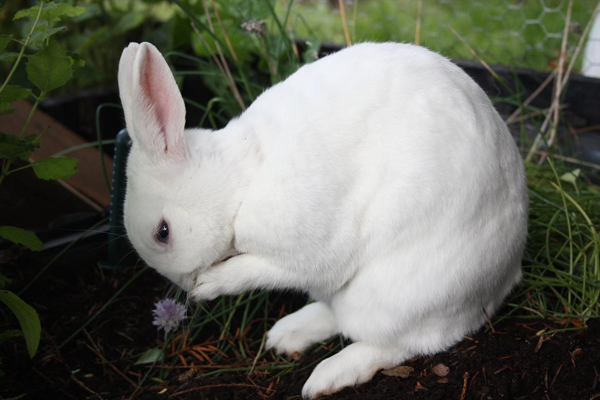 Kanin | Nuser  billede 11