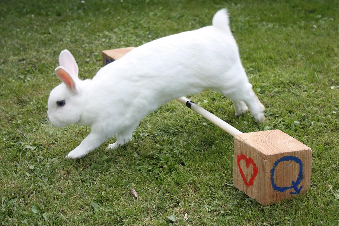 Kanin | Nuser  billede 3