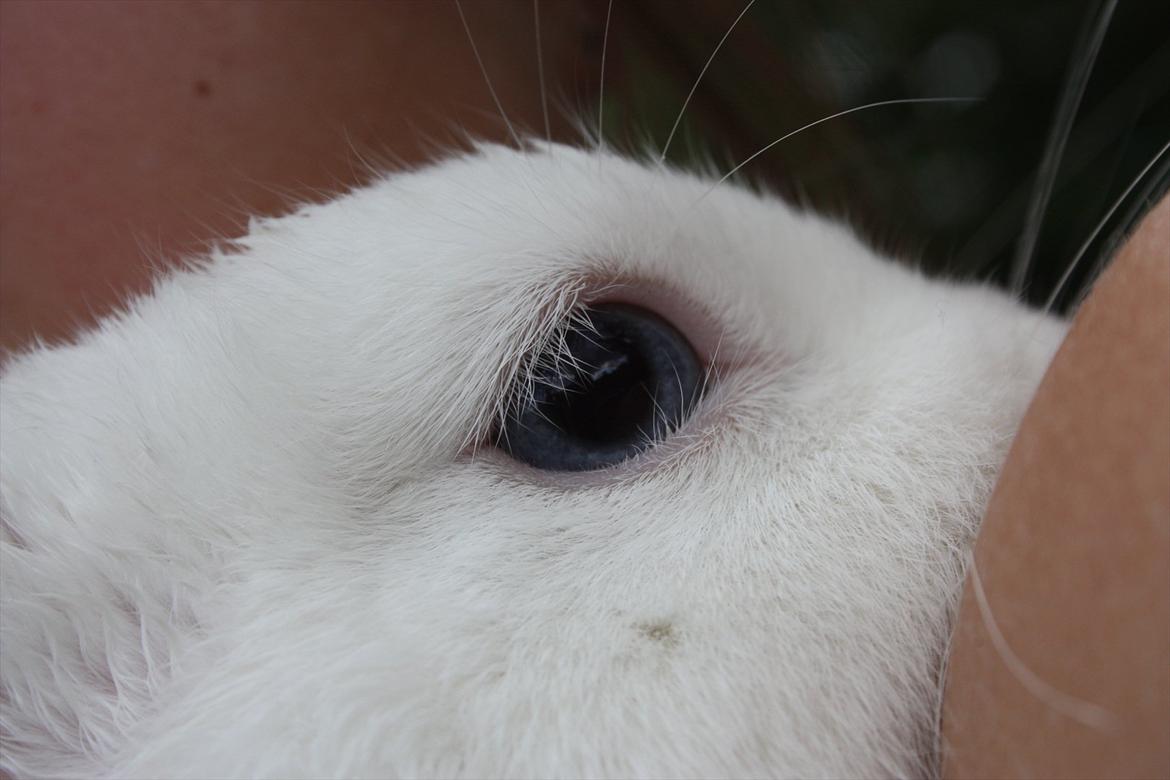 Kanin | Nuser  billede 4