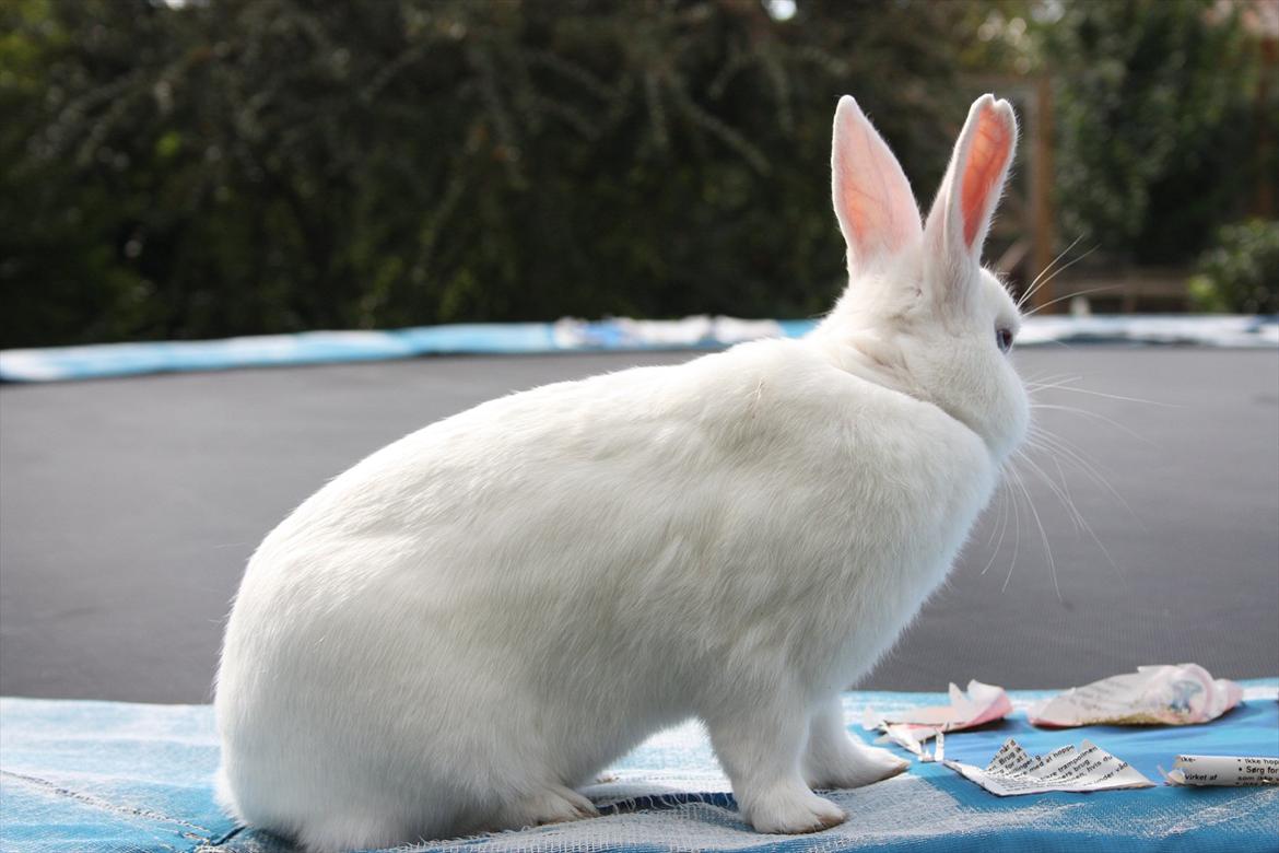 Kanin | Nuser  billede 18